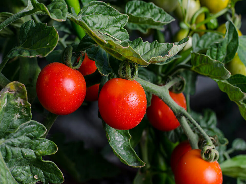 Red tomatoes growing on a tomato vine with green foliage