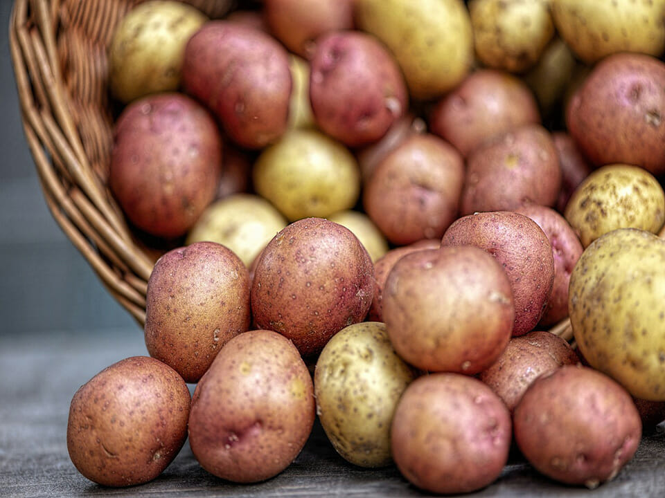 Basket full of red and yellow potatoes 