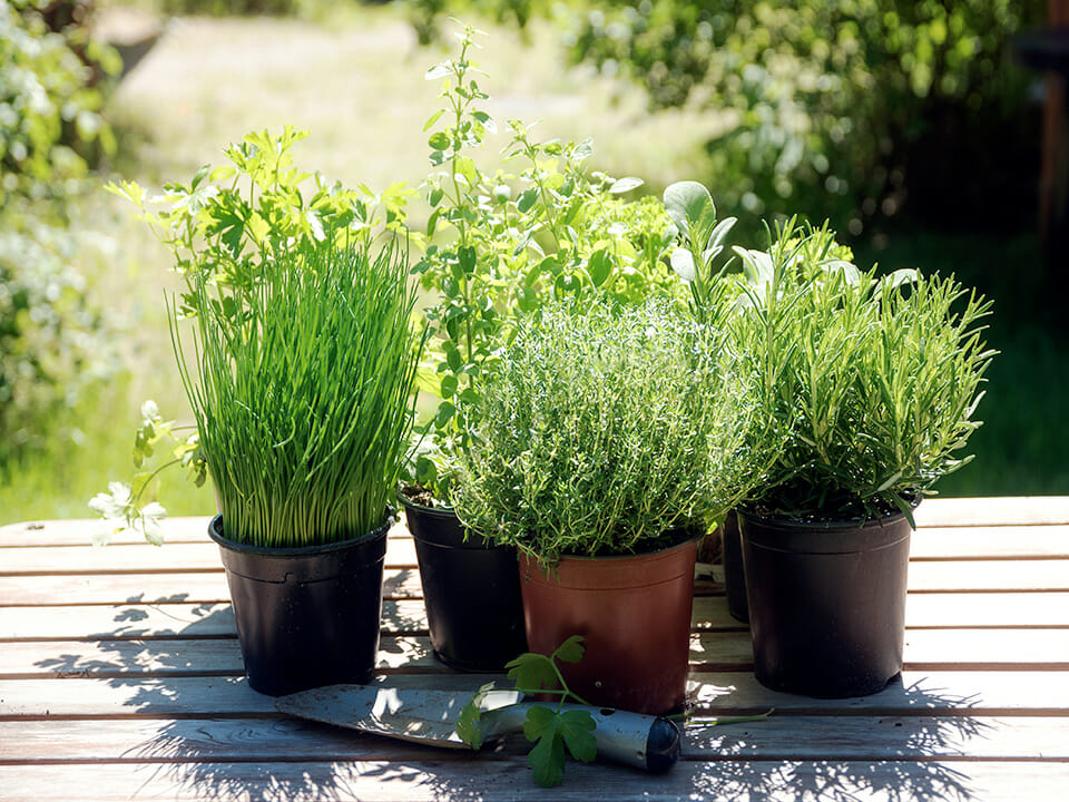 Potted kitchen herbs such as rosemary, thyme, parsley, sage, oregano and chives on a wooden table in a sunny garden