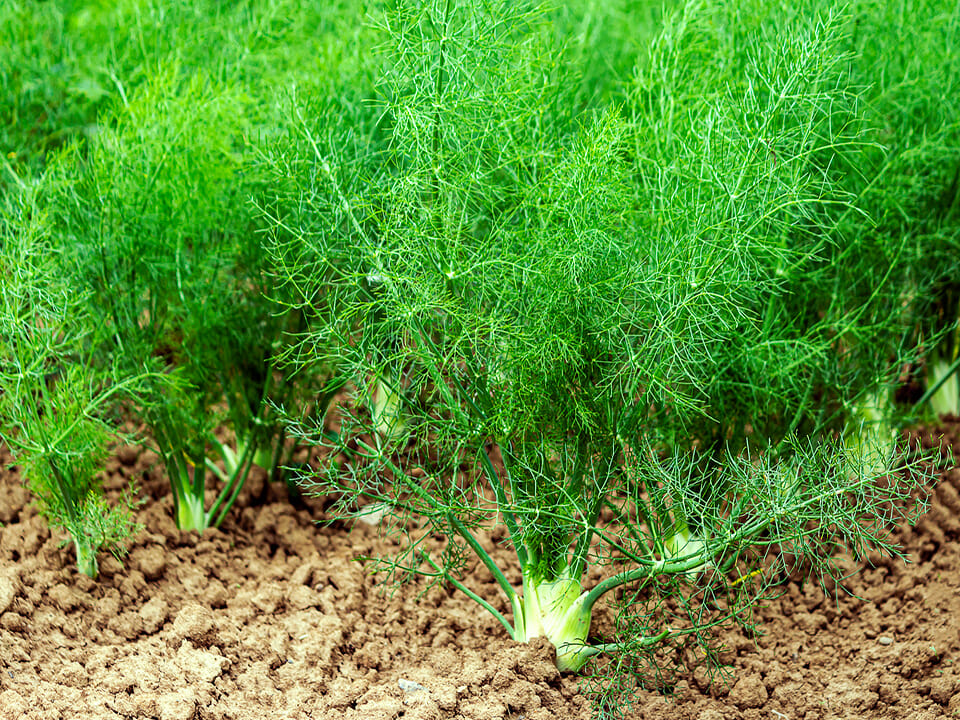 Rows of growing fennel plants
