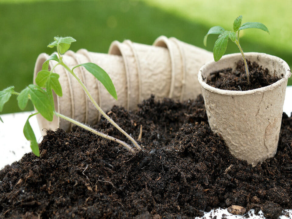 Seedlings in the process of transplantation