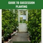 Plants in a greenhouse with the text: Greenhouse Gardening Guide to Succession Planting