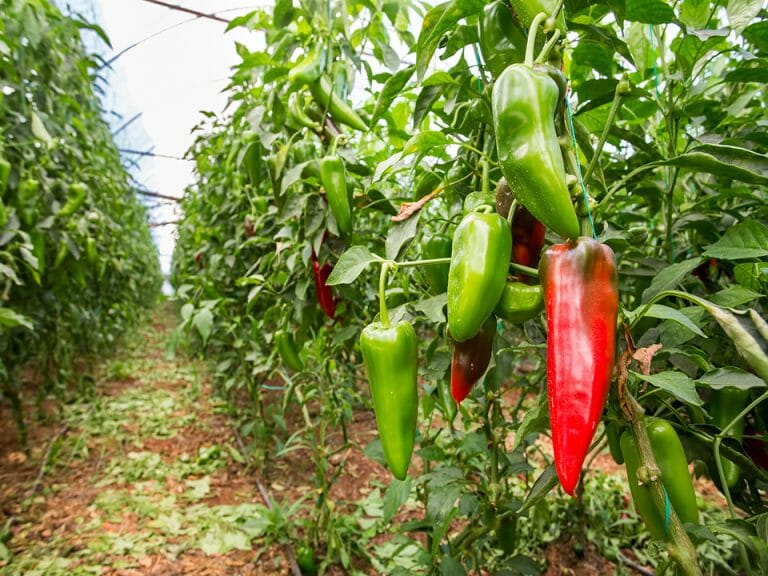 How To Grow Peppers In A Greenhouse | Greenhouse Emporium