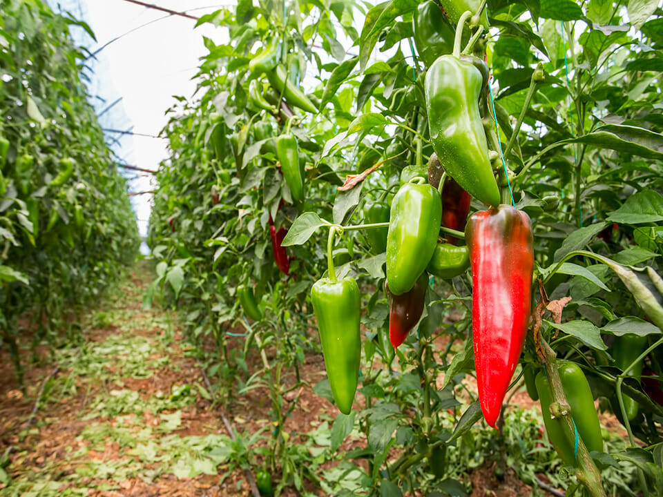 Pepper field in a greenhouse