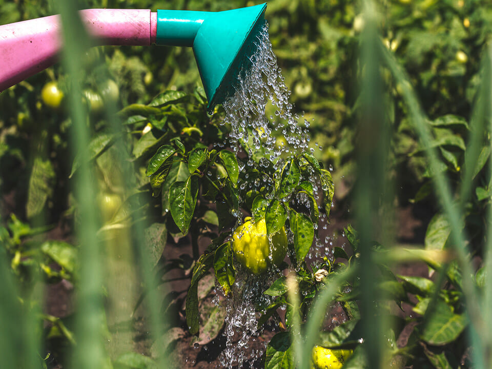 watering peppers plant