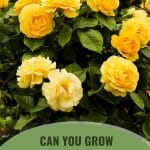Yellow bush roses in bloom with text: Can You Grow Roses in a Greenhouse?