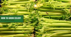 Celery plants with the text: How To Grow Celery in a Greenhouse