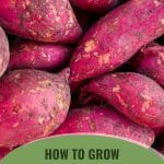 Sweet potatoes with the text: How to Grow Potatoes In A Greenhouse?
