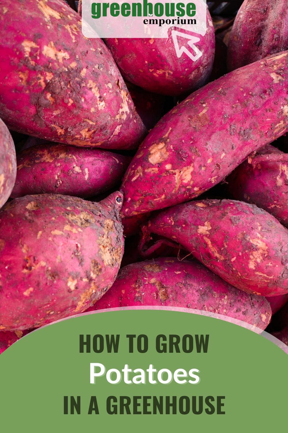 How To Grow Potatoes In A Greenhouse | Greenhouse Emporium