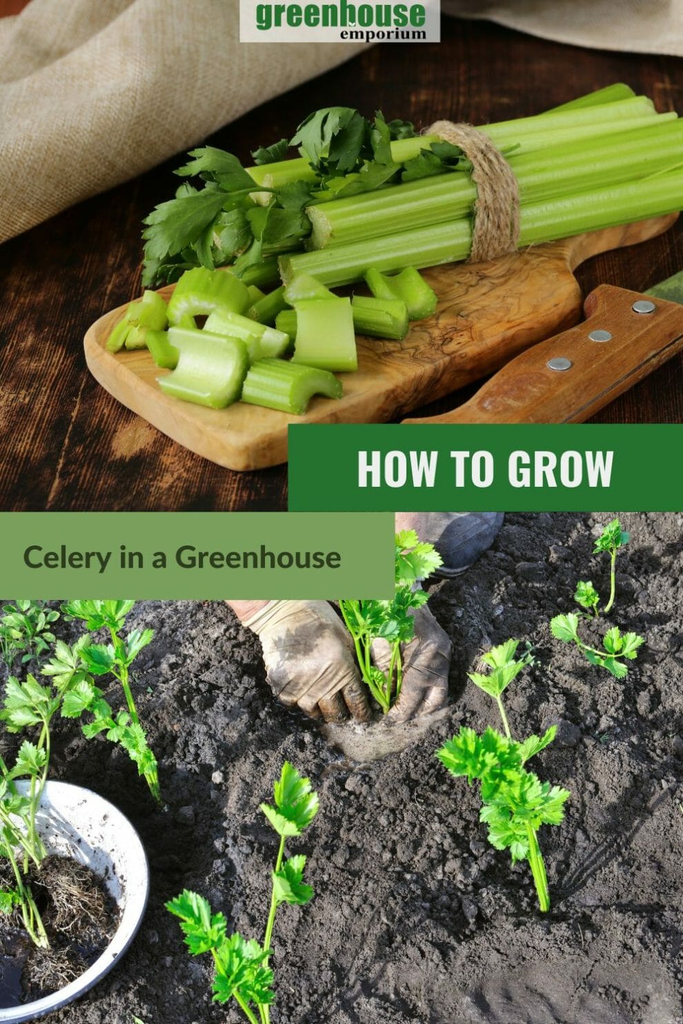 How To Grow Celery In A Greenhouse Greenhouse Emporium