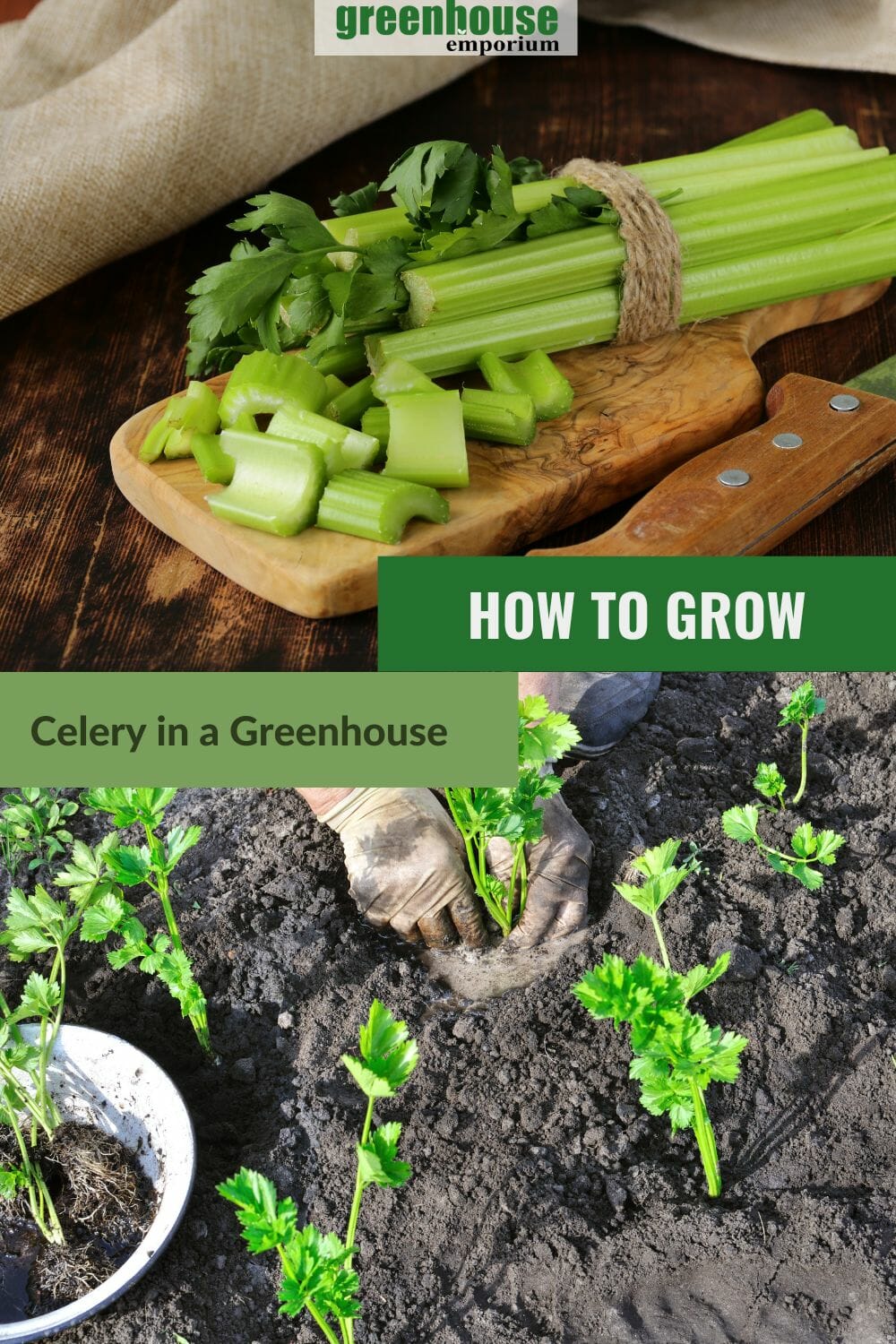 Upper image with partially cut celery in a table, lower image with celery buds growing in a garden with the text: How To Grow Celery In A Greenhouse