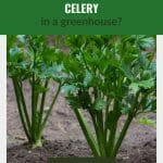 Celery plants being grown in a garden with the text: Can You Grow Celery In A Greenhouse?