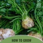 Celeriac celery with the text: How To Grow Celery In A Greenhouse
