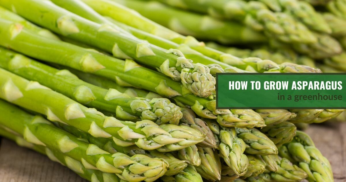 Asparagus with the text: How To Grow Asparagus In A Greenhouse