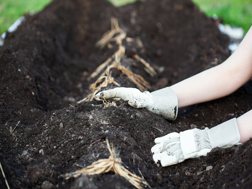 Person planting asparagus from crowns in a hilled garden bed