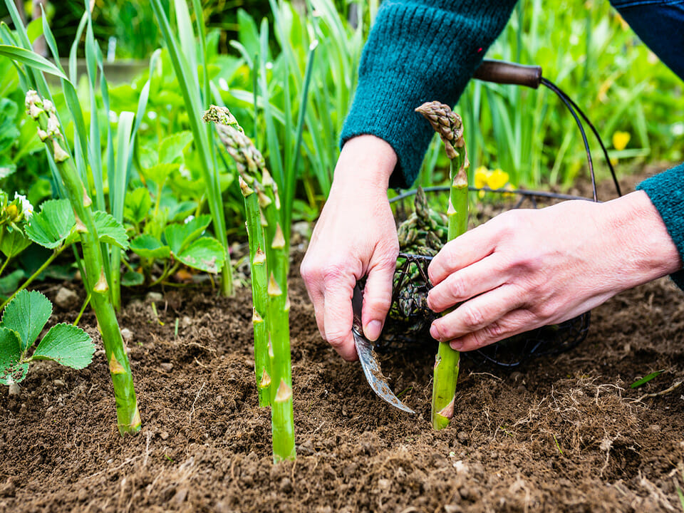 Person harvesting green asparagus from a greenhouse