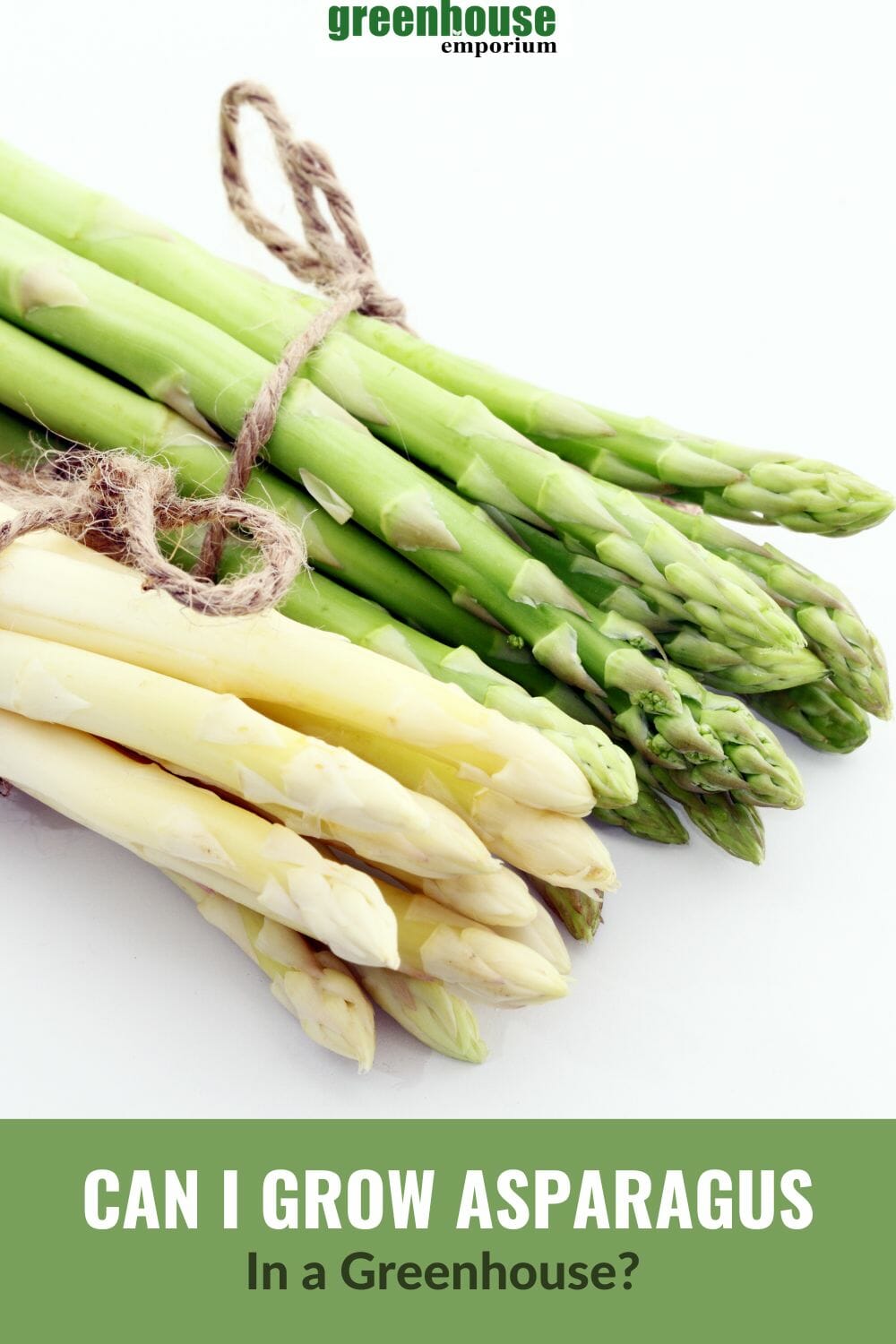 Green Asparagus and White Asparagus with the text: Can I Grow Asparagus in a Greenhouse?