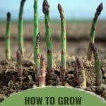 Growing asparagus with the text: How To Grow Asparagus In A Greenhouse