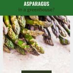 Asparagus tips with text: Can you grow asparagus in a greenhouse?