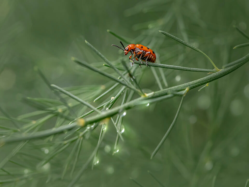 Red asparagus beetle on a plant
