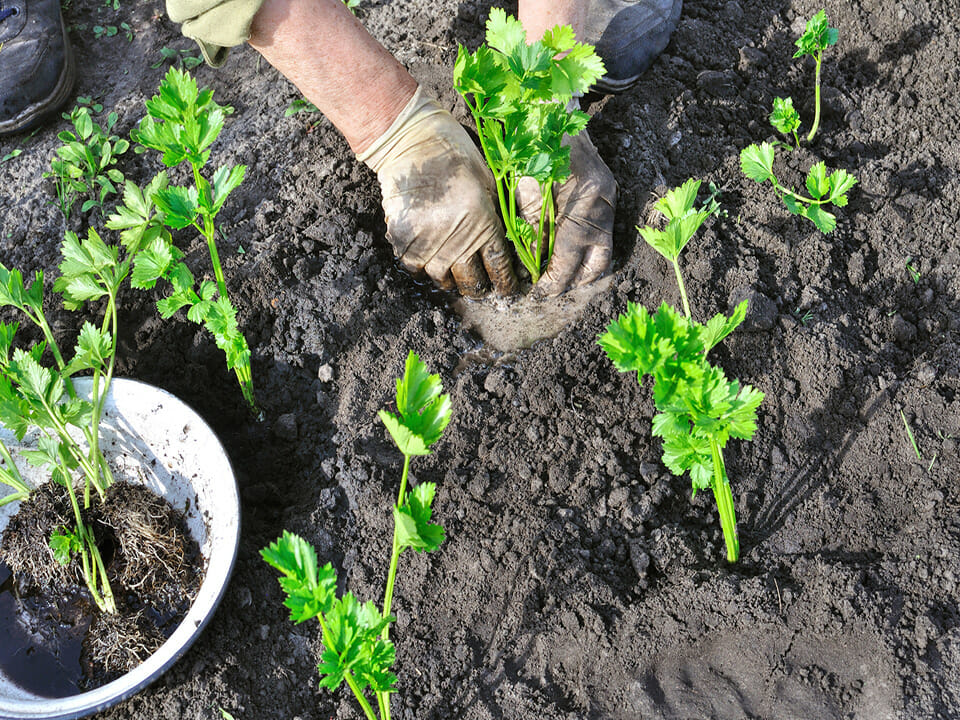 Farmer planting celery seedlings in a vegetable garden