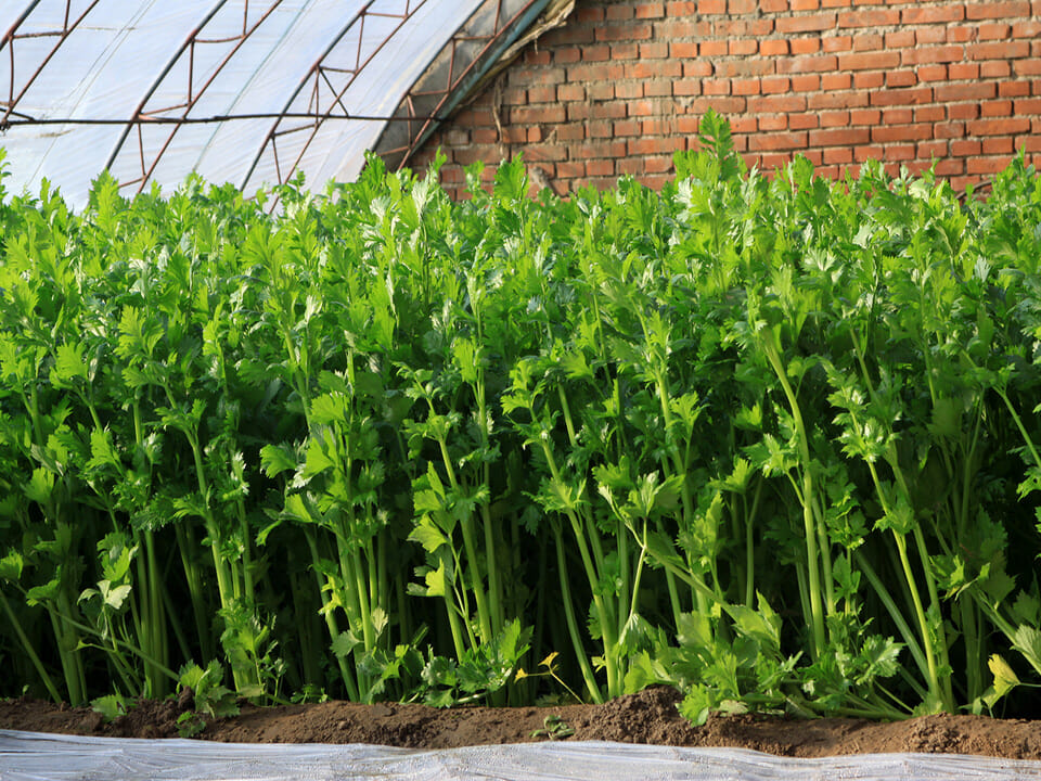 Many celery plants growing in a greenhouse