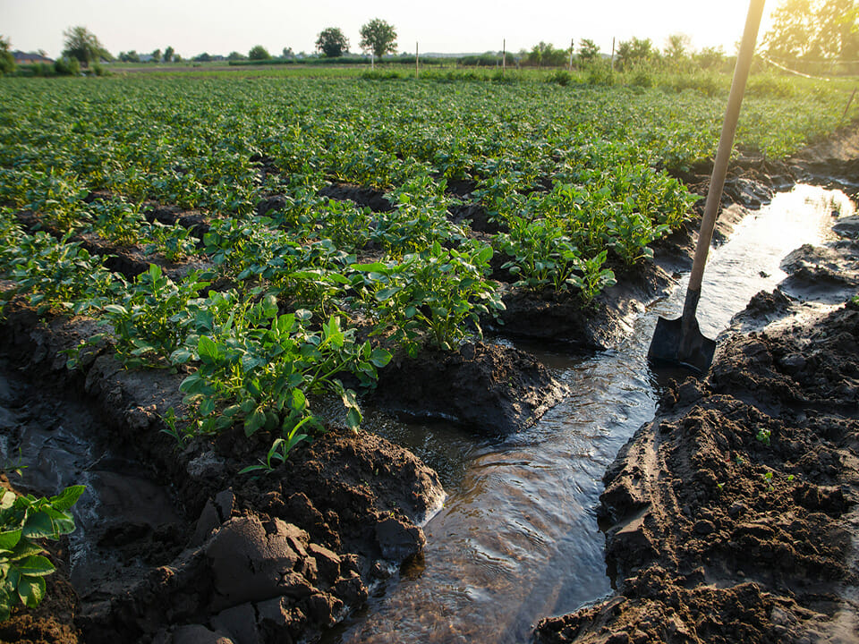 Potato plantation watering management