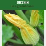 Yellow zucchini flower on stem with text: Can you grow zucchini in a greenhouse?