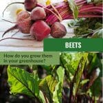 Upper image harvested beets on table in a bunch, lower image beet leaves with text: Beets How do you grow them in your greenhouse?