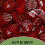 Bright deep red cut beets with text: How to Grow Beets in a Greenhouse