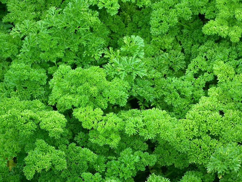 Close up of curly leaf greenhouse-grown parsley