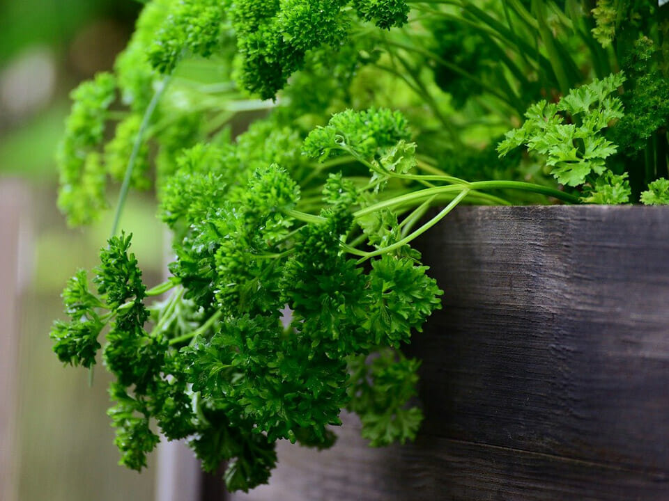 Growing parsley in a greenhouse using a wooden planter