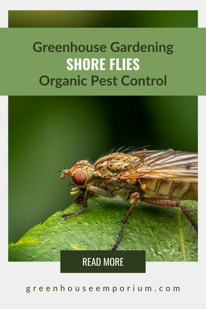 Close view of shore fly on leaf with text: Greenhouse Gardening Shore Flies Organic Pest Control
