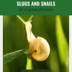 Snail on leafy stem with text: How to Get Rid of Slugs and Snails in a greenhouse