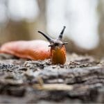 Slug on ground, close view, with text: Slugs and Snails Getting them out of your greenhouse
