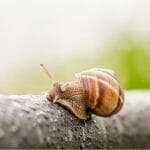 Snail on hose with text: Greenhouse Pests Slugs and Snails