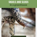 Multicolored slug on branch with text: Eliminating Snails and Slugs in a greenhouse