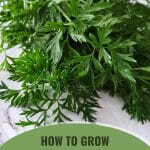 Broad leaf parsley on marble surface with text: How to Grow Parsley in a Greenhouse