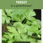 Flat parsley leaves with text: Can you grow parsley in a greenhouse?