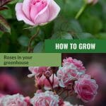 Upper image pink roses opening, bottom image pink bush roses with text: How to Grow Roses in your greenhouse