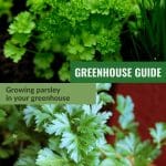 Upper image curly parsley, lower image flat leaf parsley with text: Greenhouse Guide Growing parsley in your greenhouse