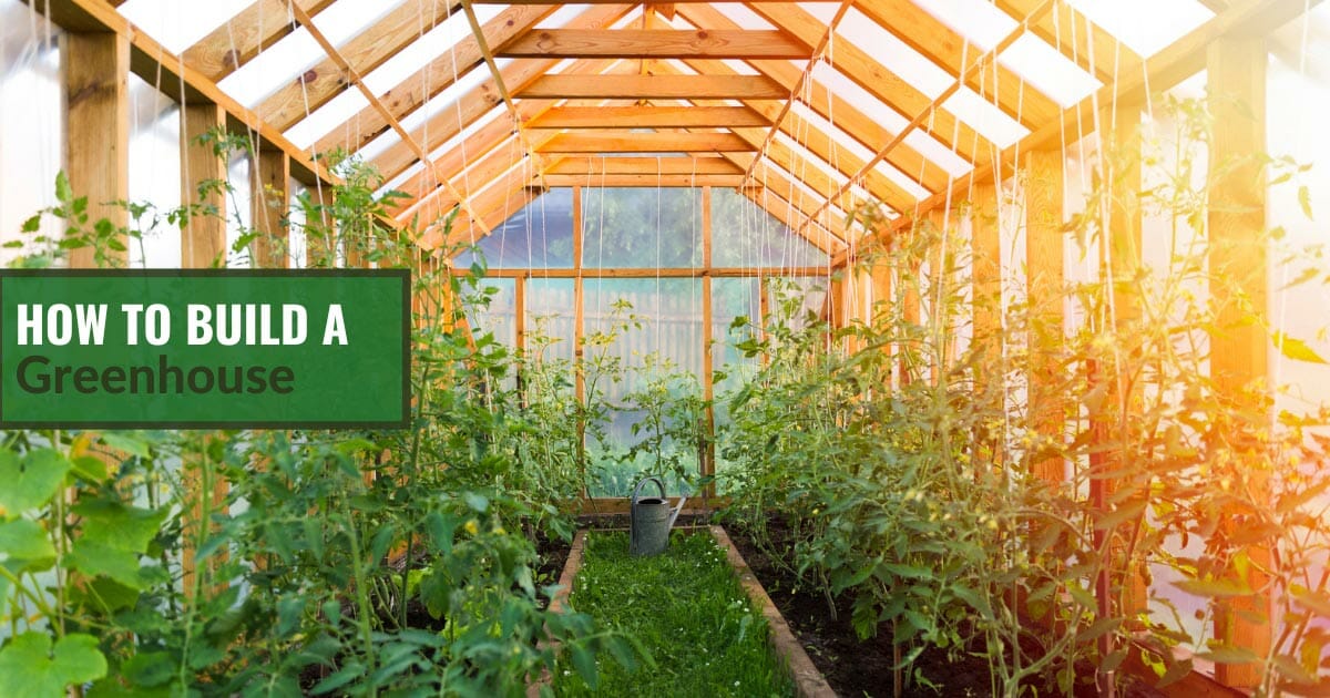 DIY wooden greenhouse with sun shining in and plants growing and the text: How To Build A Greenhouse