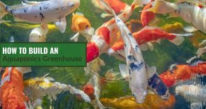 Koi fish in water with the text: How To Build An Aquaponics Greenhouse