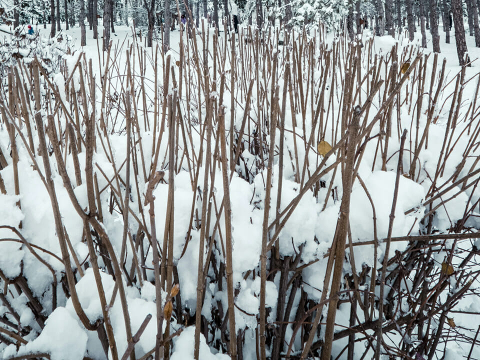Snow covered shrubs serving as a windbreak