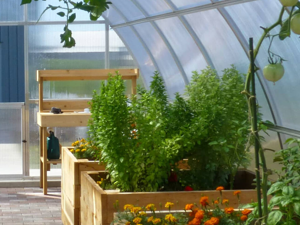 Raised planters inside a greenhouse with plants growing