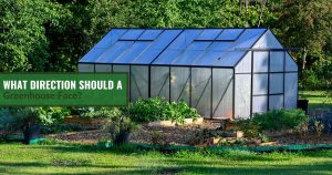Polycarbonate greenhouse in a garden with some light shining on it and the text: What Direction Should A Greenhouse Face?