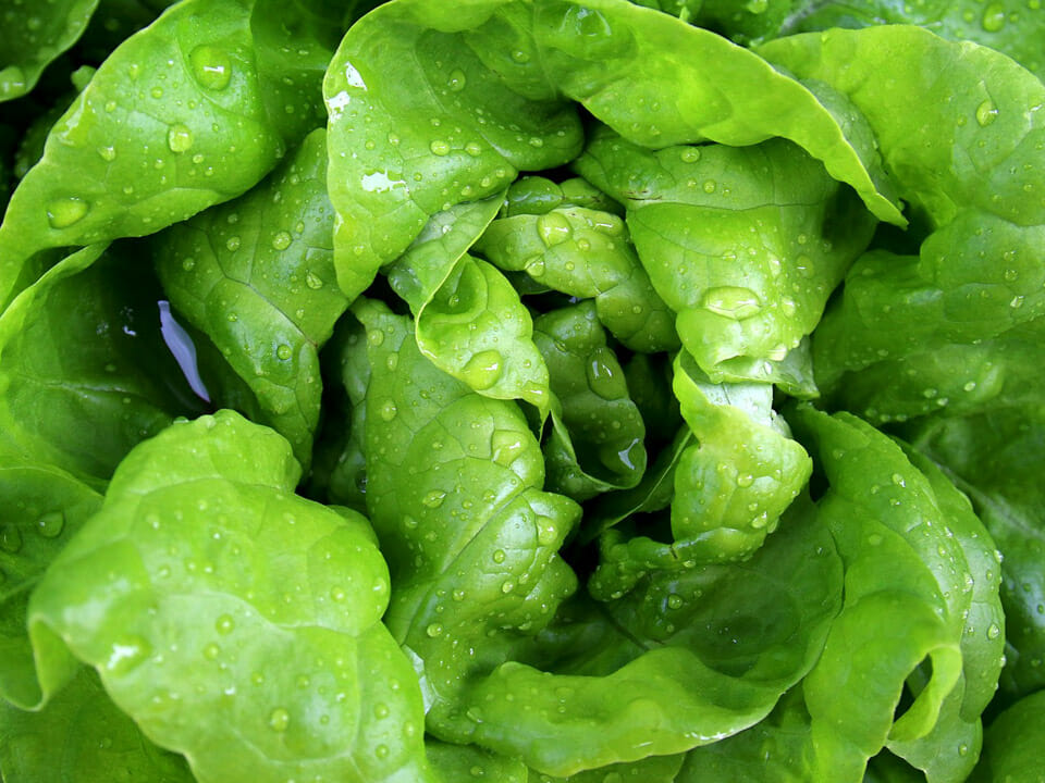 Mini rosette lettuce head