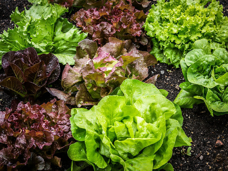 Group of multi colored lettuce heads, including red and green