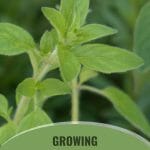 Green oregano leaves with text: Growing Oregano in Your Greenhouse