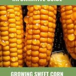 Corn on cob with water droplets with text: Informative Guide Growing Sweet Corn in Your Greenhouse All You Need to Know